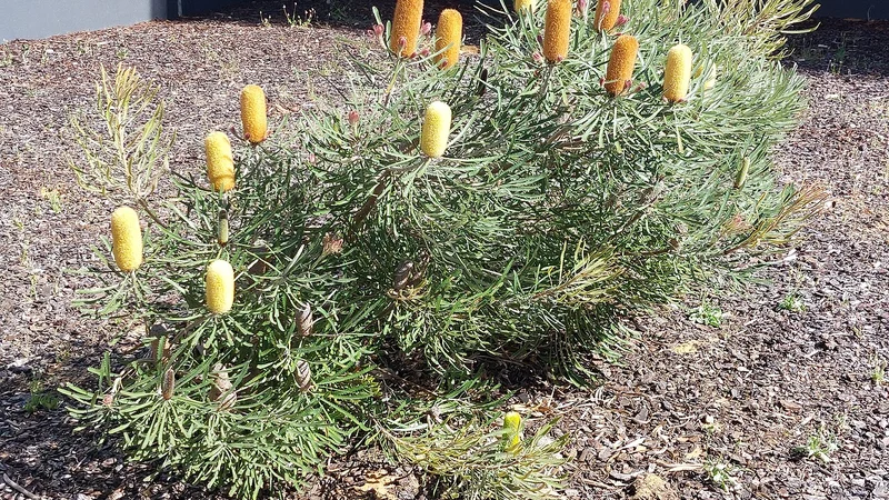 Murdoch University, Perth Campus